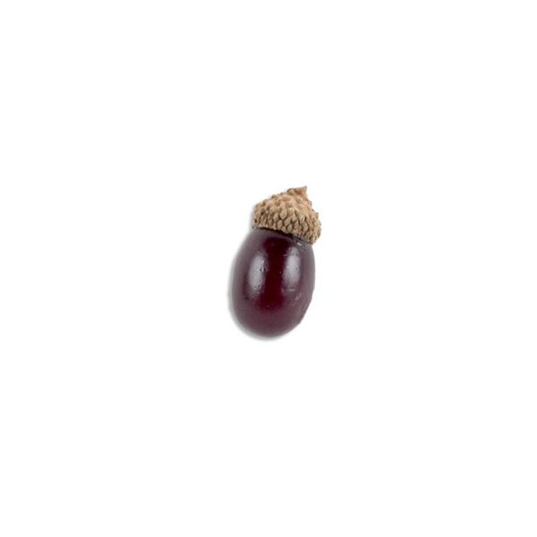 dark purple 25mm Single Harvest Acorns